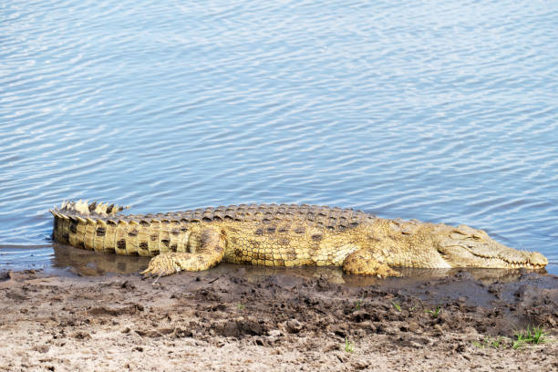 Crocodile In Nyere National Park